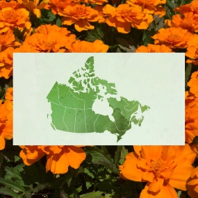 1-orange-flowers-(940x788)-(940x788).jpg